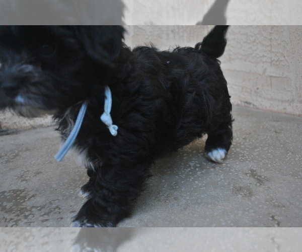 Medium Photo #7 Havanese Puppy For Sale in ZANESVILLE, OH, USA