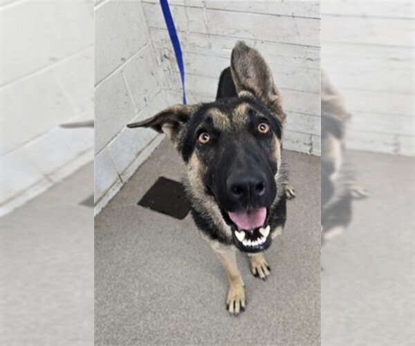 Medium Photo #1 German Shepherd Dog Puppy For Sale in San Bernardino, CA, USA