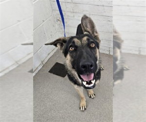 German Shepherd Dog Dogs for adoption in San Bernardino, CA, USA
