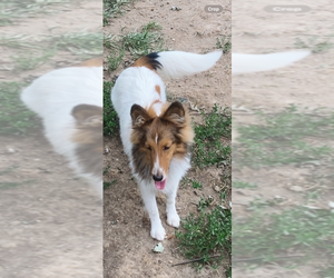 Shetland Sheepdog Puppy for Sale in ELMWOOD, Illinois USA