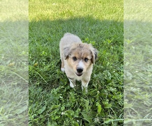 Aussie-Corgi Puppy for sale in DONNELLSON, IA, USA