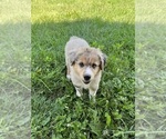 Small Photo #1 Aussie-Corgi Puppy For Sale in DONNELLSON, IA, USA