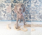Puppy Diamond Weimaraner