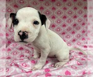 Mutt Dogs for adoption in HESPERIA, CA, USA