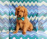 Small Photo #2 Goldendoodle Puppy For Sale in LINCOLN UNIV, PA, USA
