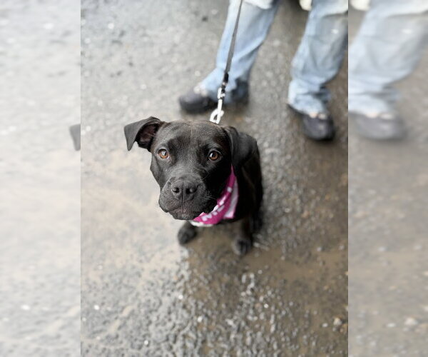Medium Photo #1 Staffordshire Bull Terrier-Unknown Mix Puppy For Sale in Shermans Dale, PA, USA
