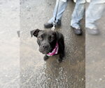 Small Staffordshire Bull Terrier Mix