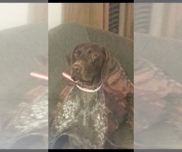Medium Photo #1 German Shorthaired Pointer Puppy For Sale in LAWRENCEVILLE, VA, USA