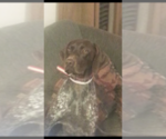 Small Photo #1 German Shorthaired Pointer Puppy For Sale in LAWRENCEVILLE, VA, USA