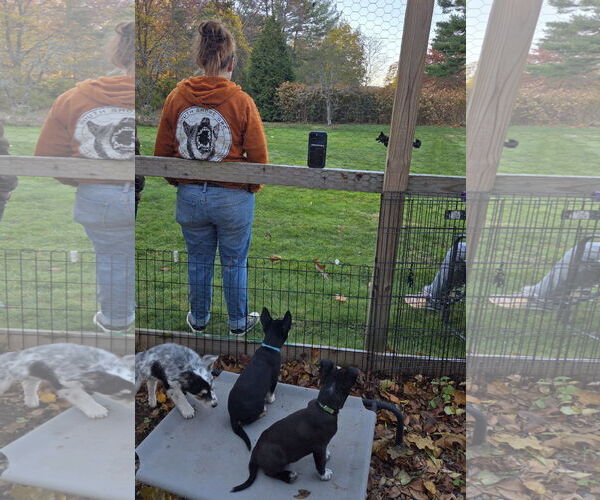 Medium Photo #3 American Pit Bull Terrier-Unknown Mix Puppy For Sale in Garden City, NY, USA