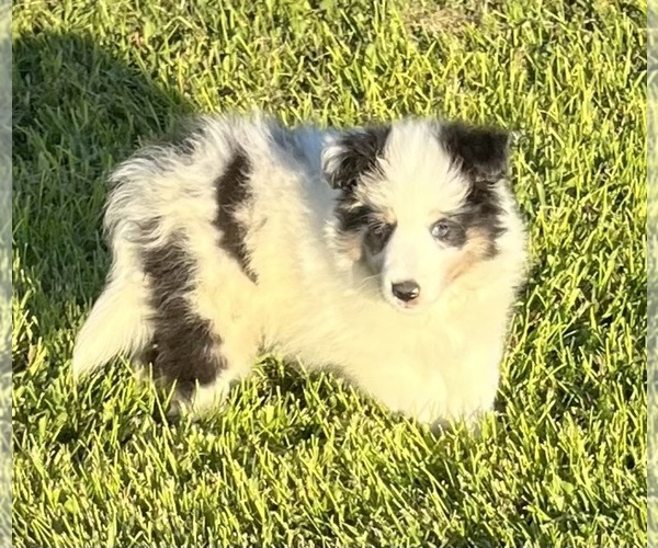 Medium Photo #13 Shetland Sheepdog Puppy For Sale in FORT MORGAN, CO, USA