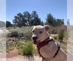 Small Photo #136 American Staffordshire Terrier-Unknown Mix Puppy For Sale in Kanab, UT, USA