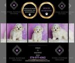 Small #1 Maltipoo (Toy)
