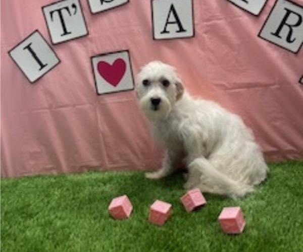 Medium Photo #2 Poovanese Puppy For Sale in STUART, FL, USA