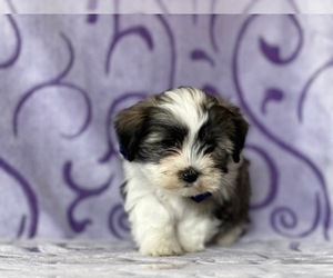 Havanese Puppy for sale in LANCASTER, PA, USA