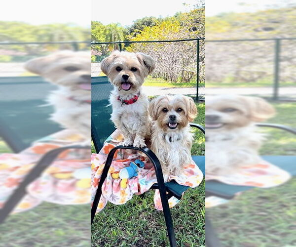 Medium Photo #4 Shih Tzu Puppy For Sale in Weston, FL, USA