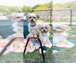 Small #3 Shih Tzu