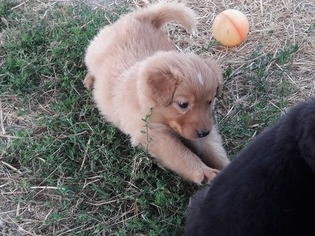 English Shepherd Puppy for sale in MOLALLA, OR, USA