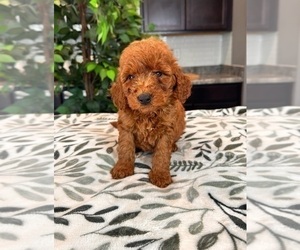 Goldendoodle (Miniature) Puppy for sale in INDIANAPOLIS, IN, USA