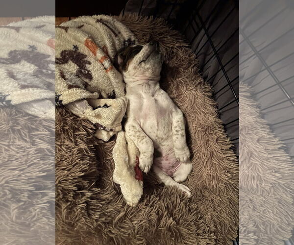 Medium Photo #16 English Coonhound-Labrador Retriever Mix Puppy For Sale in Canal Winchester, OH, USA