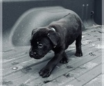 Small Photo #14 Cane Corso Puppy For Sale in SAINT JOSEPH, MO, USA