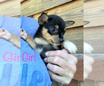 Small Photo #1 Chihuahua Puppy For Sale in RICHMOND, MI, USA