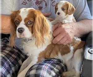 Father of the Cavalier King Charles Spaniel puppies born on 10/13/2023
