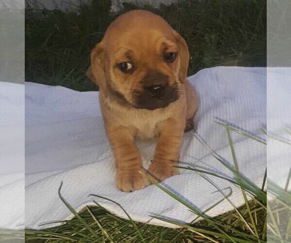 Medium Photo #1 Puggle Puppy For Sale in CLARE, IL, USA