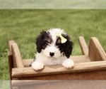 Small #9 Cavapoo