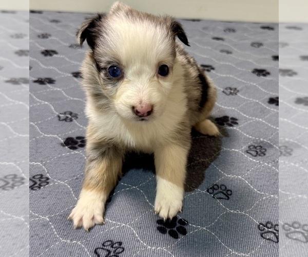 Medium Photo #100 Miniature Australian Shepherd Puppy For Sale in SALISBURY, NC, USA