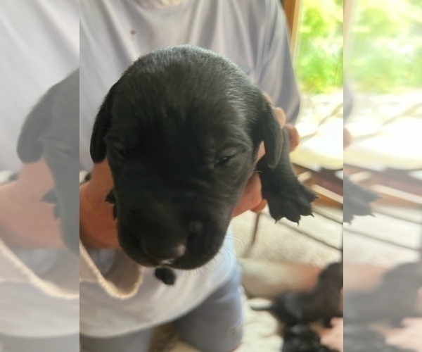 Medium Photo #3 Labrador Retriever Puppy For Sale in LA CONNER, WA, USA