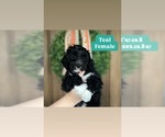 Puppy Teal Sheepadoodle