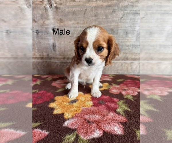 Medium Photo #6 Cavalier King Charles Spaniel Puppy For Sale in VERMONTVILLE, MI, USA