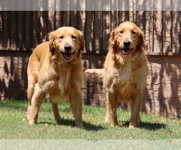 Medium Photo #4 Golden Retriever Puppy For Sale in Glendale , AZ, USA