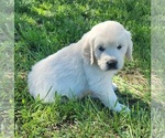 Small Photo #9 Golden Retriever Puppy For Sale in BENNETT, CO, USA