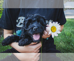 Small #1 Bernedoodle (Miniature)