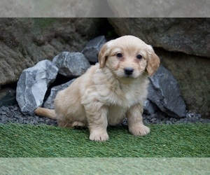 Goldendoodle (Miniature) Puppy for sale in APPLE CREEK, OH, USA