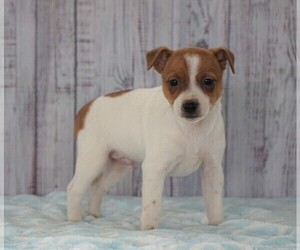 Foxy Russell Puppy for sale in FREDERICKSBG, OH, USA