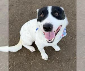 Bull Terrier-Texas Heeler Mix Dogs for adoption in Bakersfield, CA, USA