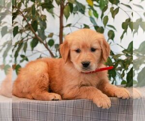 Golden Retriever Puppy for sale in LITITZ, PA, USA