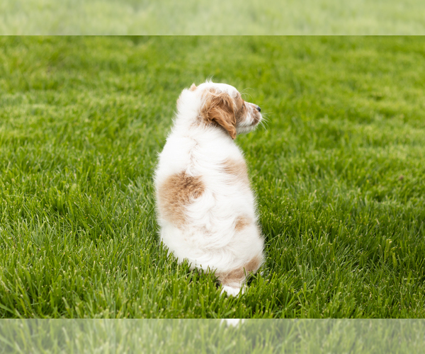 Medium Photo #4 Goldendoodle (Miniature) Puppy For Sale in WOLCOTTVILLE, IN, USA