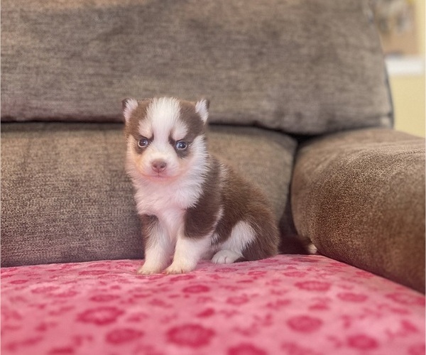 Medium Photo #1 Pomsky Puppy For Sale in DRACUT, MA, USA