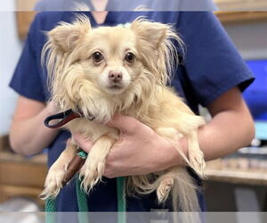 Chihuahua Dogs for adoption in Ames, IA, USA