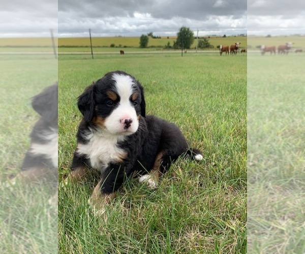 Medium Photo #2 Bernese Mountain Dog Puppy For Sale in WAVERLY, IA, USA