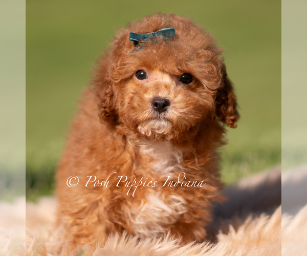 Medium Photo #46 Maltipoo (Miniature) Puppy For Sale in WARSAW, IN, USA