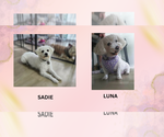 Small Photo #3 Bichon Frise-Unknown Mix Puppy For Sale in Phoenix, AZ, USA