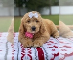 Small Photo #16 Goldendoodle Puppy For Sale in FROSTPROOF, FL, USA