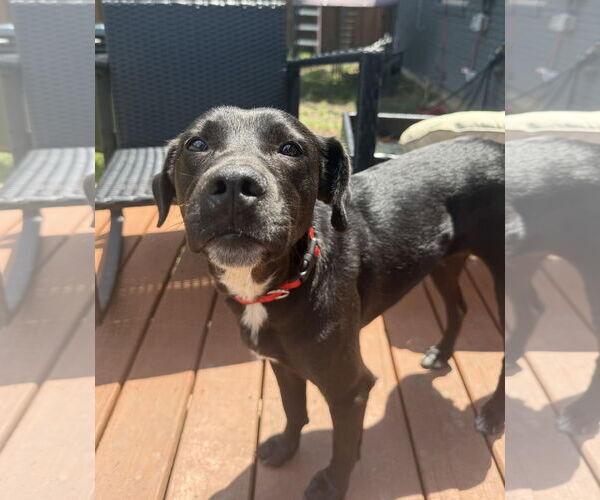 Medium Photo #2 Mutt Puppy For Sale in Royse City, TX, USA