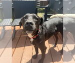 Small #1 Mutt
