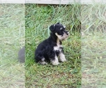 Small Photo #5 Schnauzer (Miniature) Puppy For Sale in WHEELER, WI, USA
